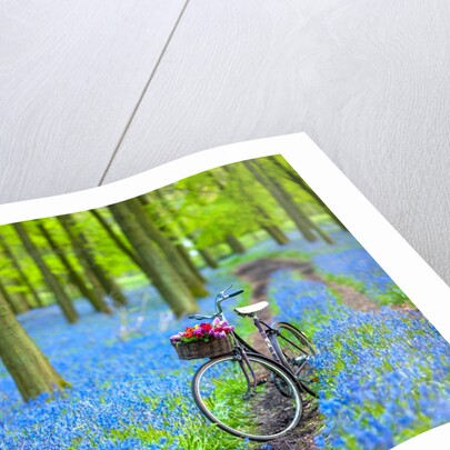 Bicycle in spring forest by Assaf Frank